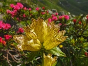 99 'Gentiana lutea'